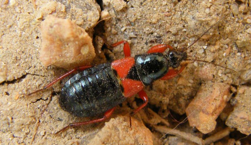 Nabidaae: Prostemma guttula della Sardegna (Cagliari saline)